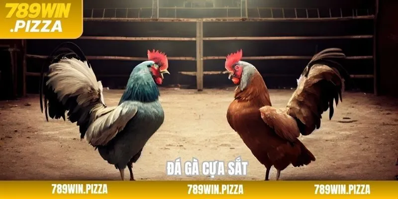 Đá Gà Cựa Sắt - Trải Nghiệm Trận Đá Gay Cấn Ngay Tại 789Win